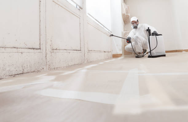 Black mold remediation team in Prides Crossing